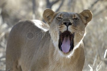 Portrait of lioness yawning Namibia
