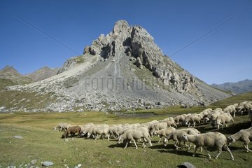 Flock of sheeps and Crête du Queyrellin Hautes-Alpes France