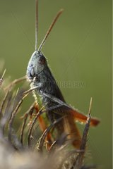 Locust on a dry inflorescence Lorraine France