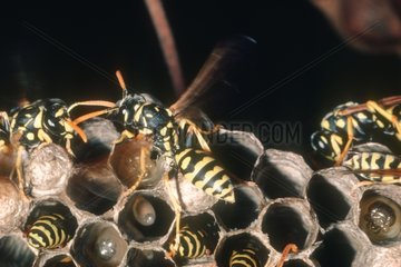 Social wasp flapping wings to cool down the nest