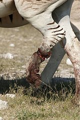 Zebras wounded with a leg National park of Etosha