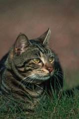 Katzenporträt im Gras liegen