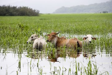 Zebus weidete im Sumpf von Kaw in Französisch -Guayana