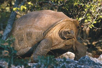 Porträt von Aldabra Aldabra Seychelles Turtle