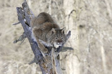 Bobcat on a trunk in the United States