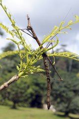 Locust-stick insect oon foliage French Guiana
