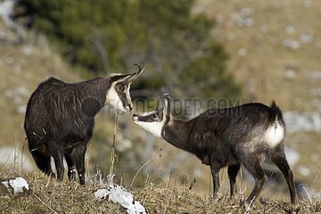 Buff male sniffing the scent of a female Swiss Jura