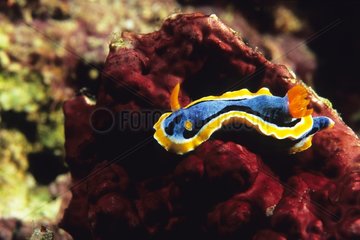 Nudibranch crawling on a Hard Coral Banggai Archipelago