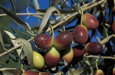 Olives in the course of maturation on a branch in December