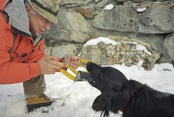 Training a dog the Alps mountain rescue