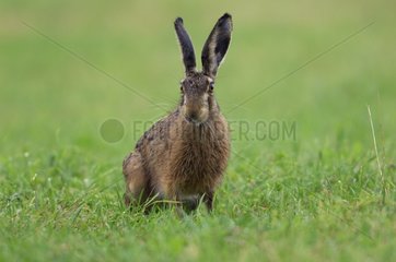 European Hare sitting in the grass Vosges France