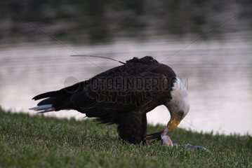 Wedge-tailed Eagle eating a fish Florida USA