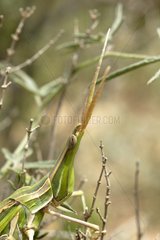 Head of a Mediterranean Slant-faced Grasshopper Andalucia