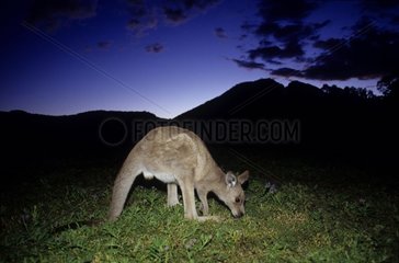 Kangourou gris de l'est broutant Australie
