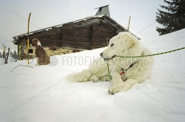 Avalanche dogs lying in the resort Alps