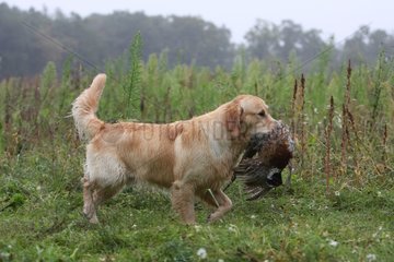 Golden Retriever related to his master a Pheasant