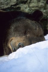 Portrait d'un Ours brun dormant dans la neige Allemagne