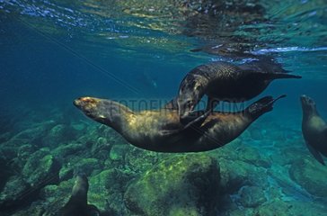 Young females Californian Sea Lion playing Mexico