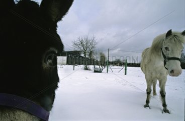 Arsch und Pferd in Schnee NiÃ¨vre Frankreich