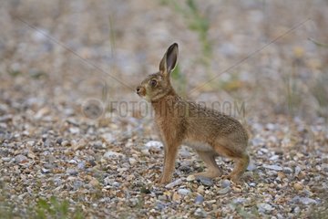 Brown Hare juvenile on shingle - Norfolk UK