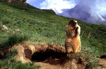Marmotte des Alpes à l'entrée de son terrier PN Vanoise
