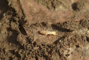 Endemic termite France