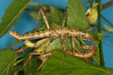 Couple of Stick Insects moving on foliage in a breeding