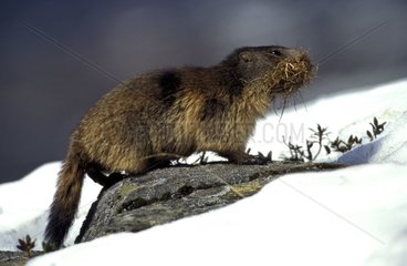 Marmotte des Alpes avec paille dans gueule Alpes France