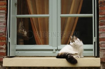 Eine europäische She-Katze  die auf einem Fenster liegt  yport Frankreich