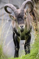 Porträt eines männlichen spanischen Ibex