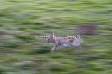 Kaninchen -Running -Franche Comté Frankreich