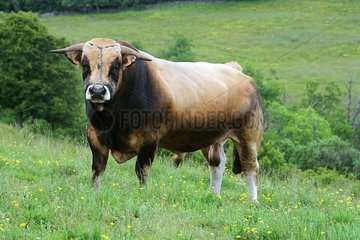 Aubrac bull in a meadow in Lozère France