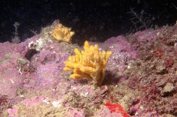 Sponges fixed on a coralligenous bottom Méditerranean Sea