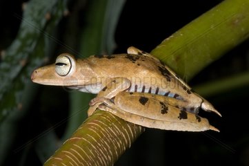 Troschel's Treefrog on a branch French Guiana
