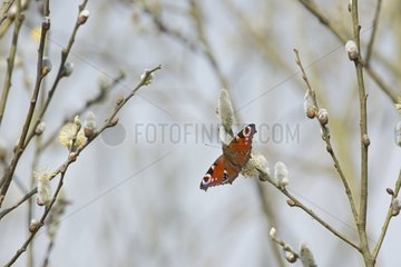 Peacock Butterfly on sallow bud in early spring - Norfolk UK