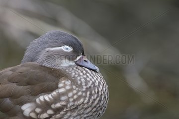 Mandarin Duck female with eye shut - Arundel UK