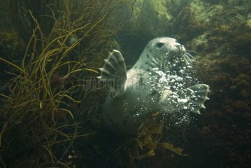 Grey Seal swimming Jentilez France