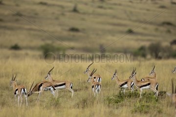 Thomson's gazelles in the savannah Masai Mara Kenya