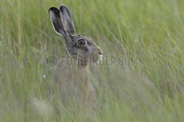 European hare in the long grass carefully France