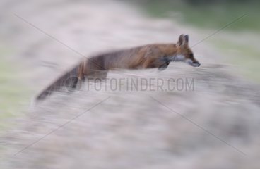 Red fox jumping over hay France