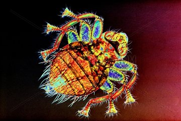 Bee louse under a microscope