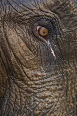 Auge des indischen Elefanten Kaziranga Nationalpark Indien