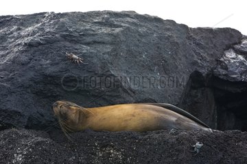 Galápagos Sea Lion sleeping Galapagos Islands