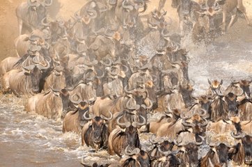 Common Wildebeest Migration in the Masaï Mara NR Kenya