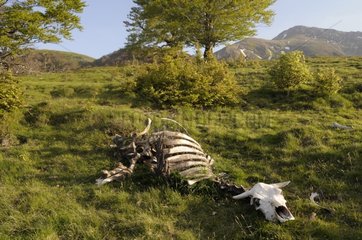 Skeleton of a cow pasture in Pyrenees France