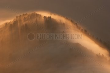 Dawn over a misty forest Vercors Isère France