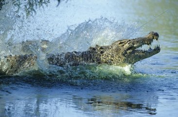Crocodile Marin sortant de l'eau