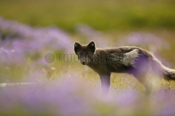 Arctic fox standing up watching for photographer's behaviour