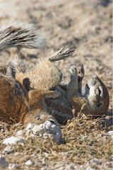 South African ground squirrels playing Etosha NP Namibia
