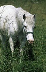 White horse in a meadow in beautiful season Nièvre France